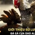 da-ga-cua-dao-alo789-1